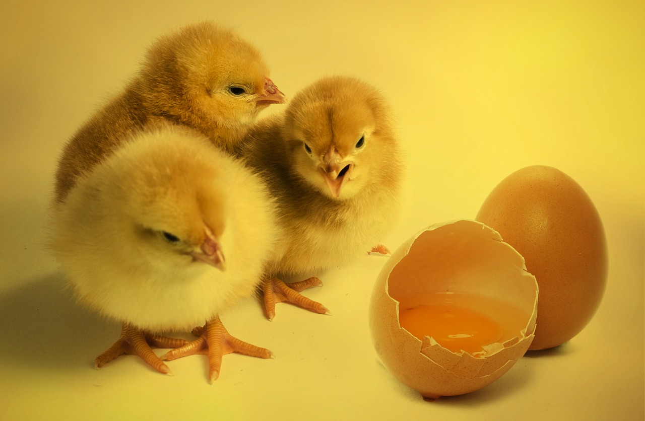 Czy skorupki jajek można wykorzystać?